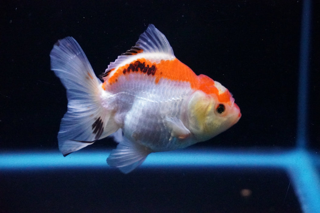 Thai Oranda  Tricolor 3.5 Inch (ID#1114T8a-42) Free2Day SHIPPING