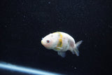 Baby Ranchu  Calico 2.5 Inch (ID#1011R9c-52) Free2Day SHIPPING