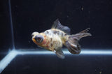 Butterfly  Calico 3.5 Inch (ID#404B8b-34) Free2Day SHIPPING