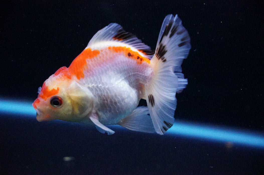 Thai Oranda  Tricolor 3.5 Inch (ID#1114T8a-42) Free2Day SHIPPING