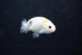 Baby Ranchu  Calico 2.5 Inch (ID#1011R9c-52) Free2Day SHIPPING