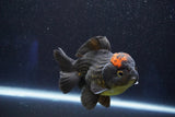 Short Body Thai Oranda  Red Black 4 Inch (ID#927To14a-53) Free2Day SHIPPING