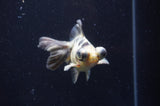 Butterfly  Calico 3.5 Inch (ID#404B8b-34) Free2Day SHIPPING