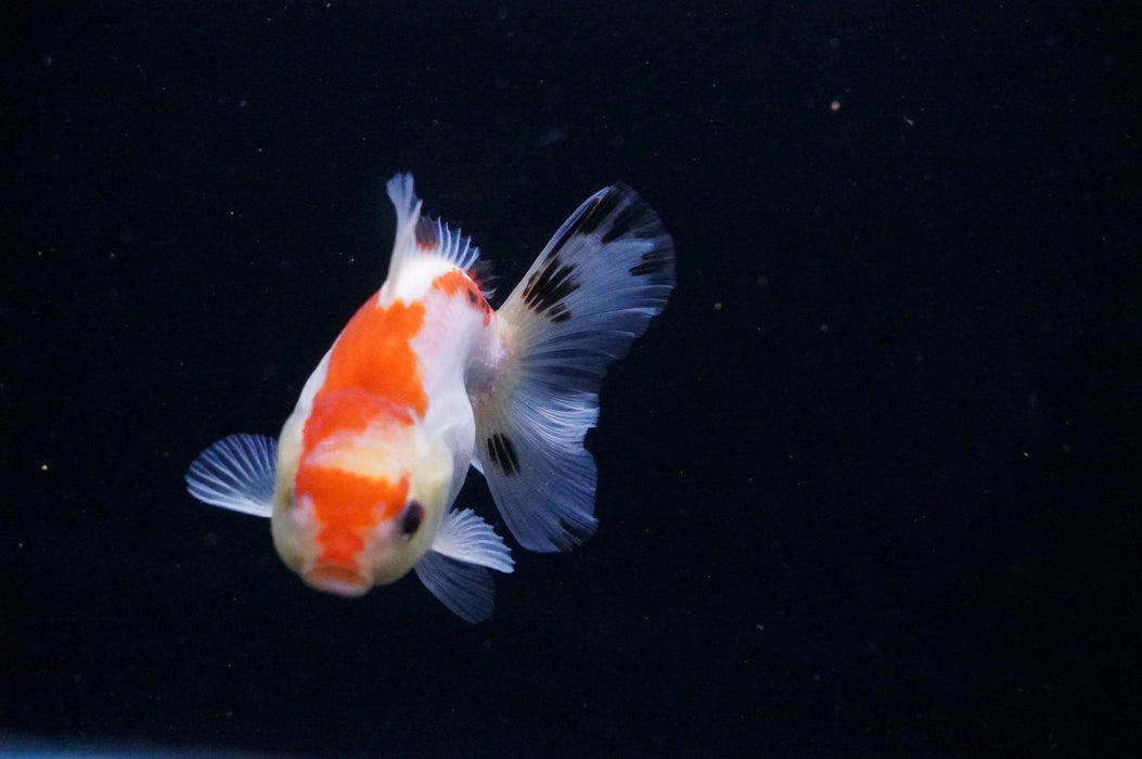 Thai Oranda  Tricolor 3.5 Inch (ID#1114T8a-42) Free2Day SHIPPING