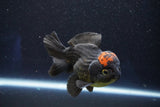 Short Body Thai Oranda  Red Black 4 Inch (ID#927To14a-53) Free2Day SHIPPING