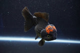 Short Body Thai Oranda  Red Black 4 Inch (ID#927To14a-53) Free2Day SHIPPING