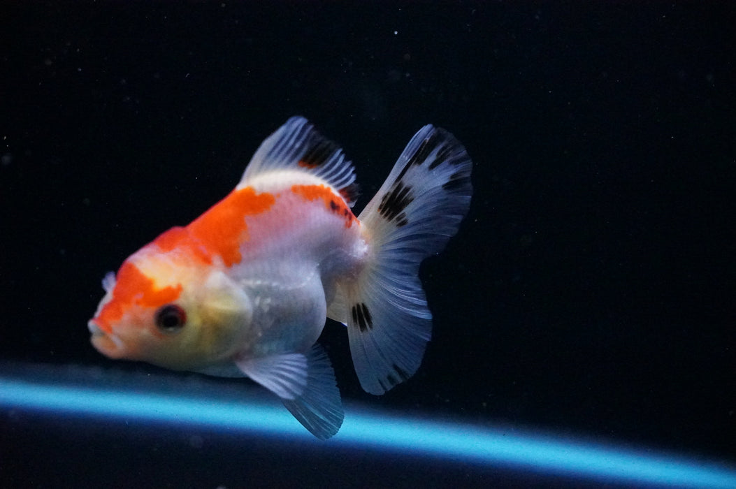 Thai Oranda  Tricolor 3.5 Inch (ID#1114T8a-42) Free2Day SHIPPING