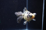 Butterfly  Calico 3.5 Inch (ID#404B8b-34) Free2Day SHIPPING