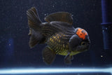 Short Body Thai Oranda  Red Black 4 Inch (ID#927To14a-53) Free2Day SHIPPING