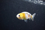 Baby Ranchu  Calico 2.5 Inch (ID#1011R9c-53) Free2Day SHIPPING