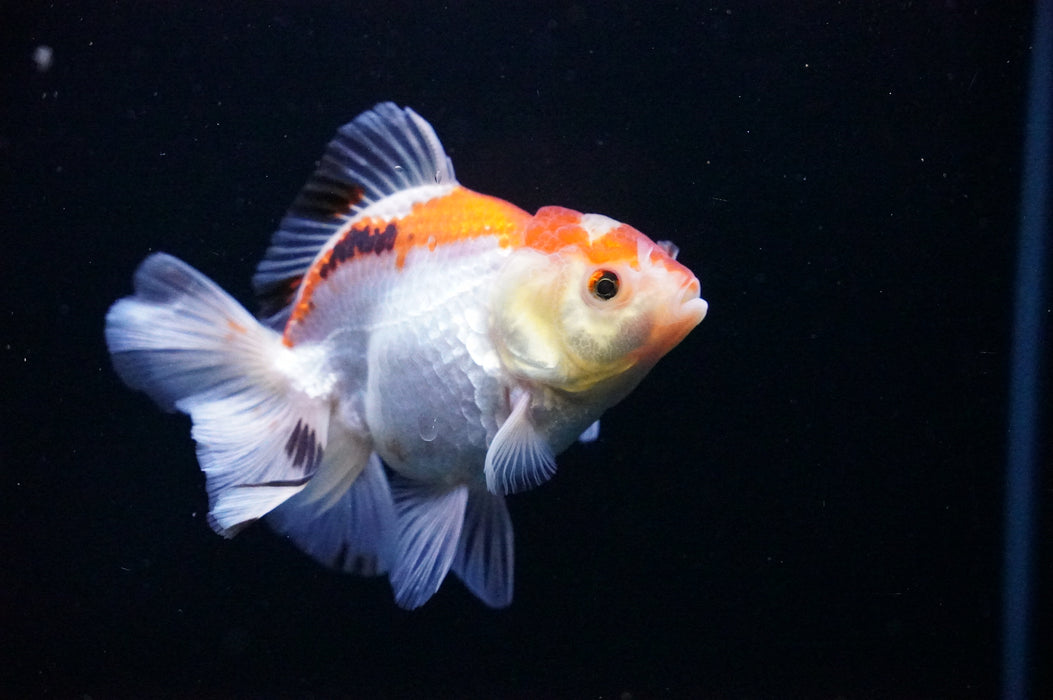 Thai Oranda  Tricolor 3.5 Inch (ID#1114T8a-42) Free2Day SHIPPING