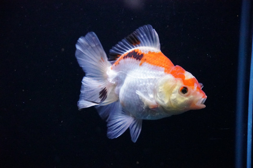 Thai Oranda  Tricolor 3.5 Inch (ID#1114T8a-42) Free2Day SHIPPING