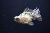 Butterfly  Calico 3.5 Inch (ID#404B8b-34) Free2Day SHIPPING