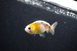 Baby Ranchu  Calico 2.5 Inch (ID#1011R9c-53) Free2Day SHIPPING