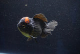 Short Body Thai Oranda  Red Black 4 Inch (ID#927To14a-53) Free2Day SHIPPING