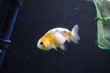 Baby Ranchu  Calico 2.5 Inch (ID#1011R9c-53) Free2Day SHIPPING