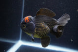 Short Body Thai Oranda  Red Black 4 Inch (ID#927To14a-53) Free2Day SHIPPING