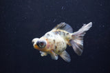 Butterfly  Calico 3.5 Inch (ID#404B8b-34) Free2Day SHIPPING