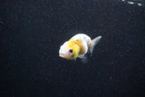 Baby Ranchu  Calico 2.5 Inch (ID#1011R9c-53) Free2Day SHIPPING