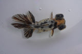 Butterfly  Calico 3.5 Inch (ID#404B8b-34) Free2Day SHIPPING
