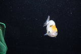 Baby Ranchu  Calico 2.5 Inch (ID#1011R9c-53) Free2Day SHIPPING