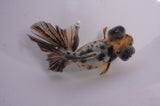 Butterfly  Calico 3.5 Inch (ID#404B8b-34) Free2Day SHIPPING