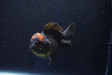 Short Body Thai Oranda  Red Black 4 Inch (ID#927To14a-53) Free2Day SHIPPING