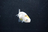 Baby Ranchu  Calico 2.5 Inch (ID#1011R9c-53) Free2Day SHIPPING