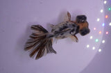 Butterfly  Calico 3.5 Inch (ID#404B8b-34) Free2Day SHIPPING