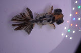 Butterfly  Calico 3.5 Inch (ID#404B8b-34) Free2Day SHIPPING