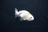 Baby Ranchu  Calico 2.5 Inch (ID#1011R9c-53) Free2Day SHIPPING