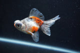 Butterfly  Calico 3.5 Inch (ID#404B8b-35) Free2Day SHIPPING