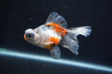 Butterfly  Calico 3.5 Inch (ID#404B8b-35) Free2Day SHIPPING