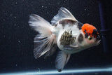 Thai Oranda  Tricolor 6 Inch (ID#1101To6b-107)