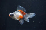Butterfly  Calico 3.5 Inch (ID#404B8b-35) Free2Day SHIPPING