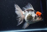 Thai Oranda  Tricolor 6 Inch (ID#1101To6b-107)