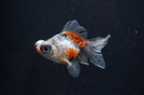 Butterfly  Calico 3.5 Inch (ID#404B8b-35) Free2Day SHIPPING