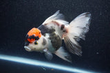 Thai Oranda  Tricolor 6 Inch (ID#1101To6b-107)