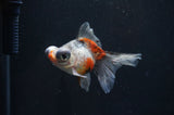 Butterfly  Calico 3.5 Inch (ID#404B8b-35) Free2Day SHIPPING