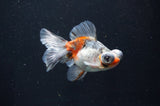 Butterfly  Calico 3.5 Inch (ID#404B8b-35) Free2Day SHIPPING