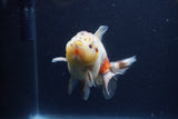 Yuan Bao Oranda  Calico 4 Inch (ID#1217Yb10b-69) Free2Day SHIPPING