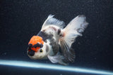 Thai Oranda  Tricolor 6 Inch (ID#1101To6b-107)