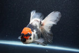 Thai Oranda  Tricolor 6 Inch (ID#1101To6b-107)