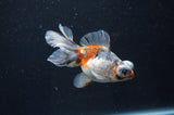 Butterfly  Calico 3.5 Inch (ID#404B8b-35) Free2Day SHIPPING