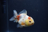 Yuan Bao Oranda  Calico 4 Inch (ID#1217Yb10b-69) Free2Day SHIPPING