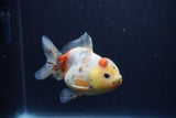 Yuan Bao Oranda  Calico 4 Inch (ID#1217Yb10b-69) Free2Day SHIPPING