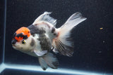 Thai Oranda  Tricolor 6 Inch (ID#1101To6b-107)