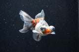 Butterfly  Calico 3.5 Inch (ID#404B8b-35) Free2Day SHIPPING