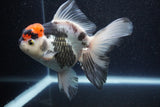 Thai Oranda  Tricolor 6 Inch (ID#1101To6b-107)