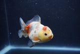 Yuan Bao Oranda  Calico 4 Inch (ID#1217Yb10b-69) Free2Day SHIPPING